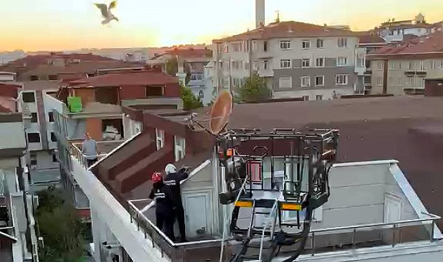 Avcılar'da yuvadan düşen yavru martıları itfaiye kurtardı