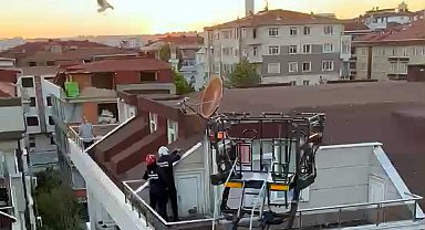 Avcılar'da yuvadan düşen yavru martıları itfaiye kurtardı
