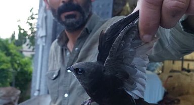 Besicinin ipe dolanan ebabili kurtardığı anlar kamerada