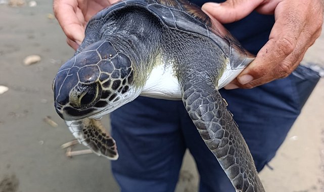Boynu ve ayağına çuval takılı bulunan yavru deniz kaplumbağası kurtarıldı