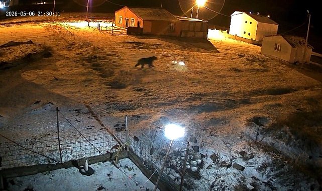 Bozayı evin bahçesine girdi, kızıl tilki çöpte yiyecek aradı