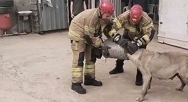 Bursa'de başı hava filtresine sıkışan köpek itfaiye tarafından kurtarıldı