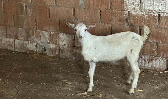 Çanakkale'de 3 bacaklı doğan oğlak, yaşama tutundu
