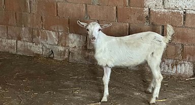 Çanakkale'de 3 bacaklı doğan oğlak, yaşama tutundu