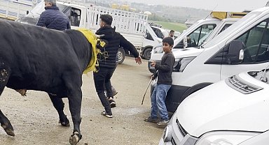 Canlı hayvan borsasında kaçan boğa paniğe neden oldu; o anlar kamerada
