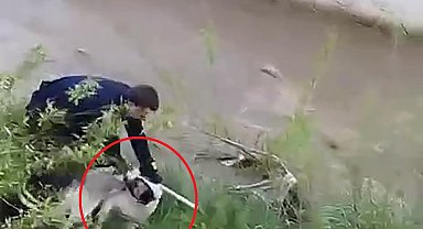Çar Çayı'na düşen köpeği, elini ısırmasına rağmen kurtardı
