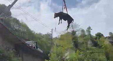 Dere yatağına düşen inek, vinçle kurtarıldı