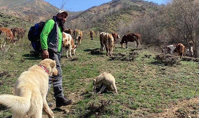 Dronla bozayıları sürüden uzaklaştırdı