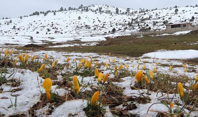 Eğrigöl Yaylası'nda karlar erimeye, dağ çiçekleri açmaya başladı