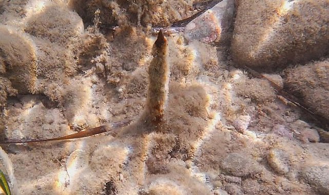 EKODOSD'tan 'Yılancı Burnu Koyu' uyarısı