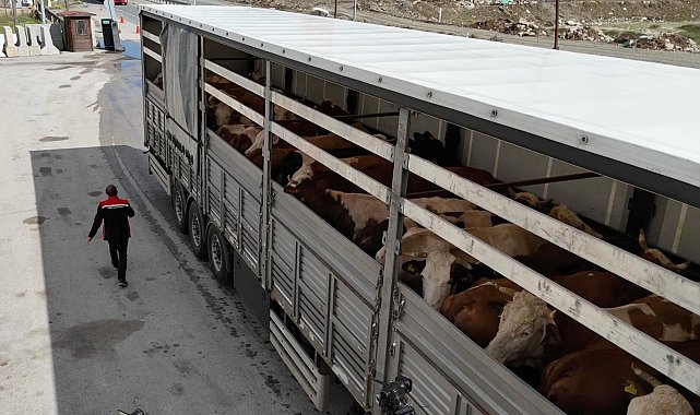 Erzincan'da kurbanlık sevkiyatına sıkı denetim