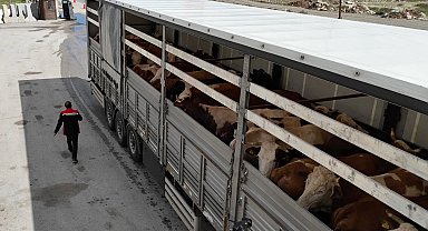 Erzincan'da kurbanlık sevkiyatına sıkı denetim