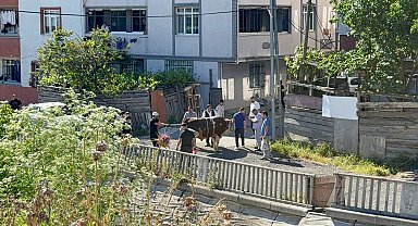 Esenyurt'ta kaçak kurban kesenlere ceza