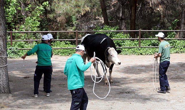 Gaziantep'te 'kurban yakalama timi' göreve hazır