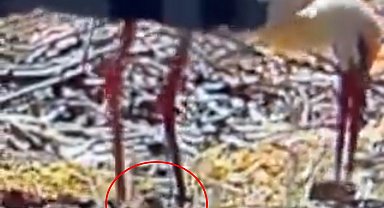 Göçten 15'nci kez gelen Yaren leylek baba oldu