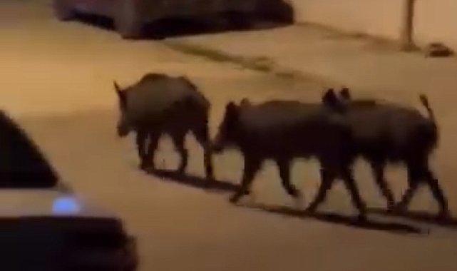 Hatay'da domuz sürüsü mahalleye indi