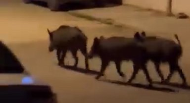 Hatay'da domuz sürüsü mahalleye indi