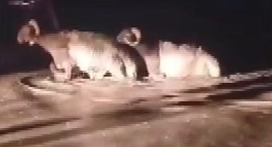Hatay'da sağanak; hayvan pazarını su bastı