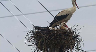 İçerisinden elektrik kabloları geçen leylek yuvası yeniden kuruldu