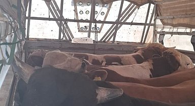İstanbul'da kaçak kurbanlık denetimi; 626 bin lira para cezası uygulandı