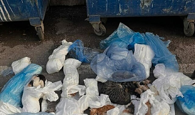 İzmir'de çöp konteynerinin önünde, poşetlerde 33 ölü kedi bulundu