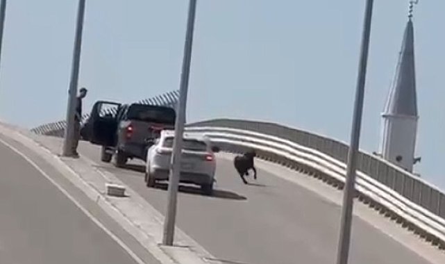 Kaçan keçi, trafiği birbirine kattı