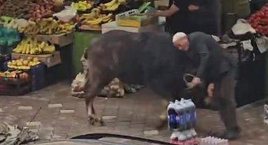 Kaçan mandanın boynuz darbeleriyle yaralandı