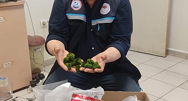 Kapıkule'de yolcu otobüsünde 2 bin 125 canlı yeşil alg ele geçirildi