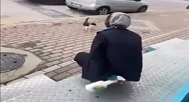 Kedinin yüzüne yağ çözücü sprey sıkan market çalışanı adli kontrol şartıyla serbest