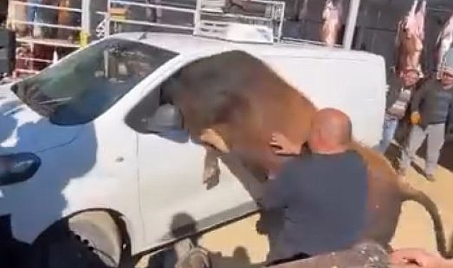 Kesimden kaçan boğa minibüsün camından içeri girmeye çalıştı
