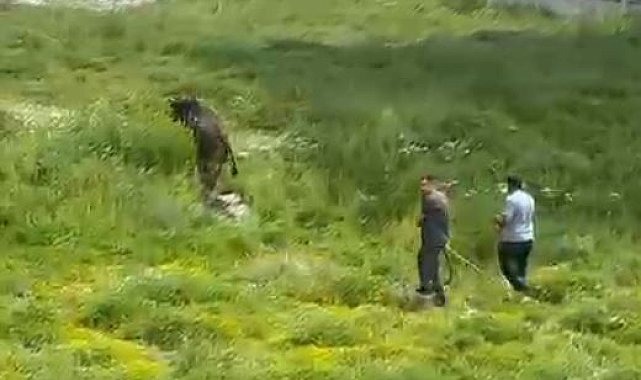 Kesimden kaçan kurbanlık boğa zor anlar yaşattı