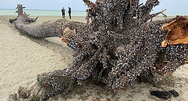 Kıyıya 15 metre uzunluğunda çam ağacı vurdu