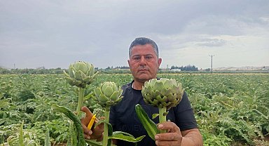 KKTC'de ilk kez yediği enginarı memleketinde üretti