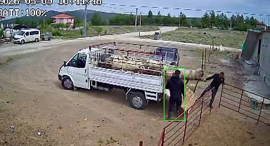 Koçun saldırısına uğrayan besici kamyonetten düştü