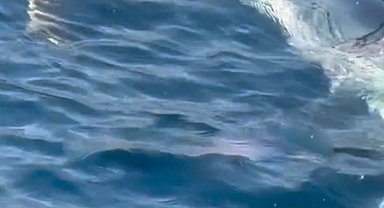 Köpek balığının caretta carettaya saldırdığı anlar kamerada