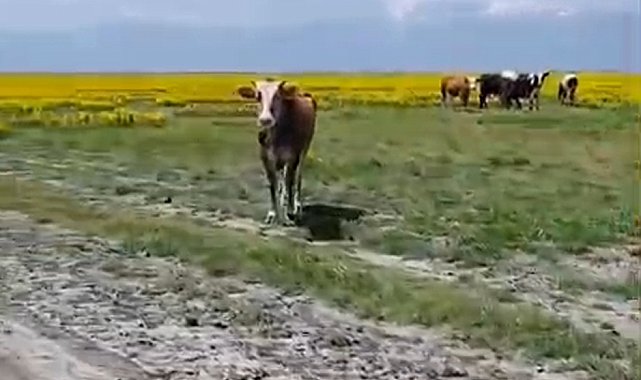 Koruma altındaki Eber sarısının yetiştiği alanda hayvan otlatılmasına inceleme