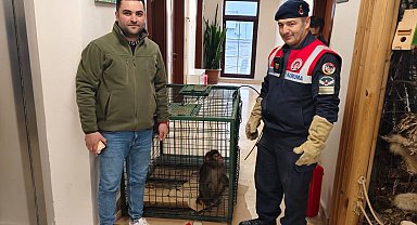 Köy yolunda bulunan 'Hint şebeği' cinsi maymun koruma altına alındı