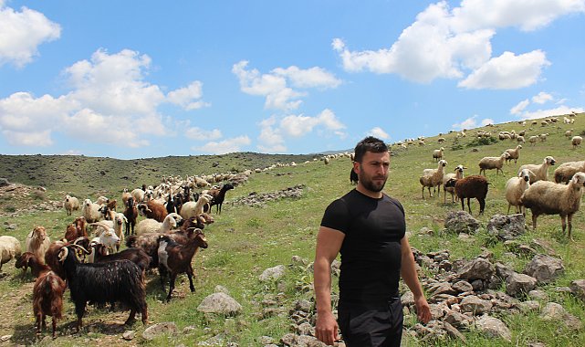 Köyüne dönüp hayvancılığa başladı, 2 yılda bin 300 koyunu oldu