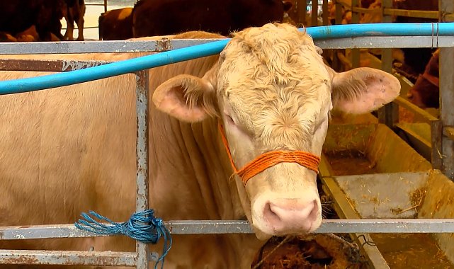 Kurban Bayramı'na 4 gün kala hayvan pazarlarında hareketlilik sürüyor