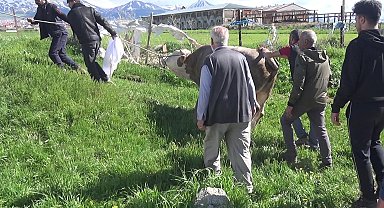 Kurban keserken kalp krizi geçirip öldü
