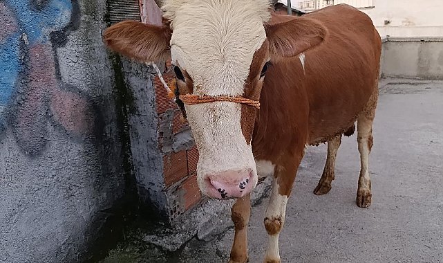Kurbanlık boğa 6 katlı binanın terasında kesildi