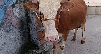 Kurbanlık boğa 6 katlı binanın terasında kesildi