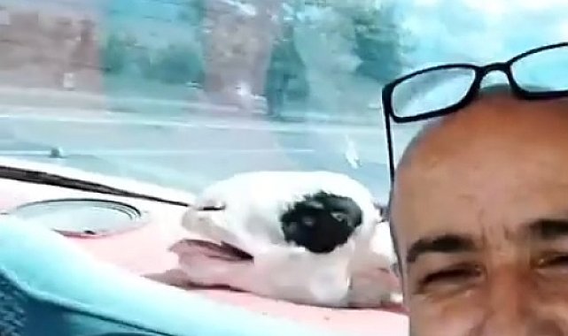 Kurbanlık koyunuyla yolculuğu dikkat çekti