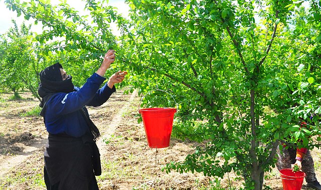 Manisa'nın 'dumanlı papaz eriğinde' hasat başladı