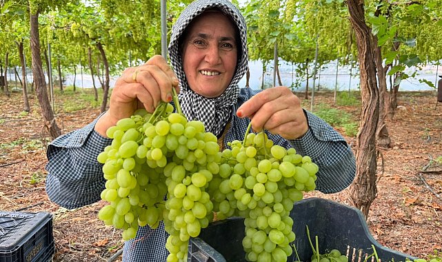 Mersin'de ilk hasadı yapılan üzüm, kilosu 600 TL'ye ihraç edildi