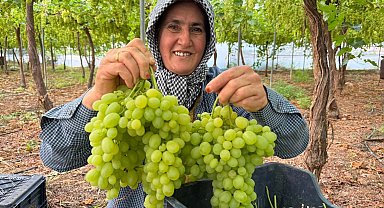 Mersin'de ilk hasadı yapılan üzüm, kilosu 600 TL'ye ihraç edildi