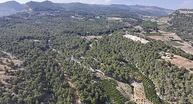 Mersin'de ormanlık alanlara giriş yasaklandı