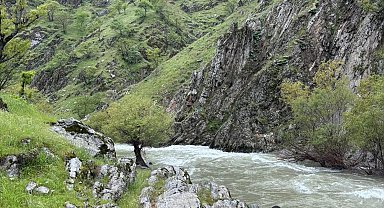 Muş'ta çaya düşen kadını arama çalışmaları sürüyor