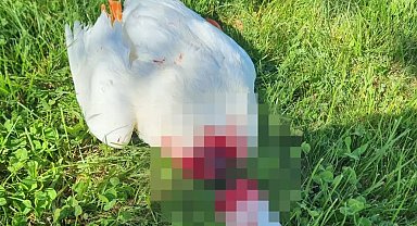 Nevşehir'de başı kesilmiş kaz bulundu