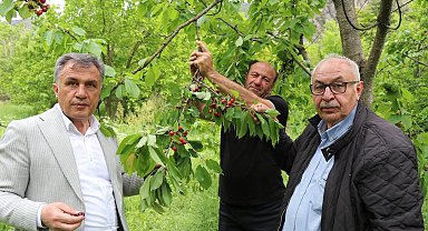 Oltu'da 'misafir kirazı' hasadı başladı